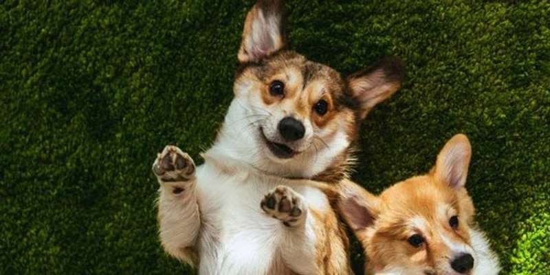 Найменше на Одещині. В Україні лише 22% квартир під оренду pet-friendly — дослідження