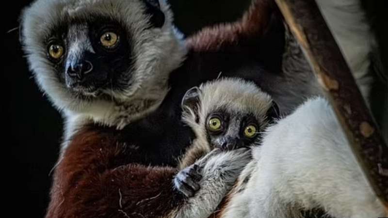 120 грамів чарівності. У&nbsp;Великій Британії народився рідкісний лемур